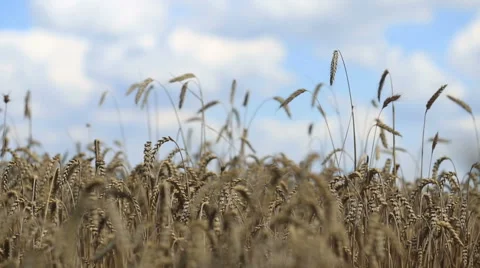 Ears against the blue sky Stock Footage 52803244