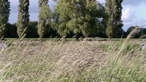 Ears and branches swaying in the wind on a beautiful spring day. Stock Footage 226251622