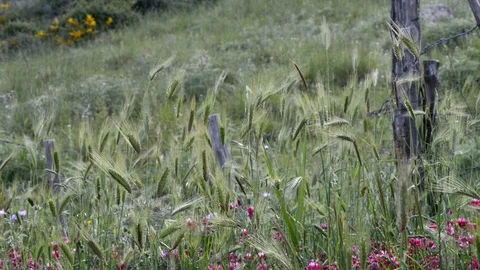 Ears and flowers in the fields in spring Stock Footage 110903911