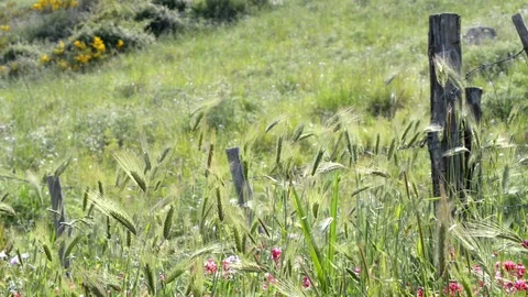 Ears and flowers in the fields in spring Stock-Footage 110904170
