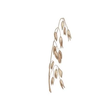 Ears and grain of oat. Vector color vintage hand drawn hatching illustration Stock Illustration