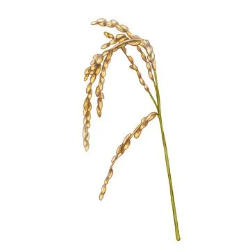 Ears and grain of rice. Vector color vintage hand drawn hatching illustration Stock Illustration