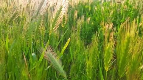 Ears and green grass close-up swaying in wind at sunset 库存影片 246851292