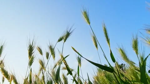 Ears and green grass close-up swaying in wind at sunset 스톡 동영상 246851308