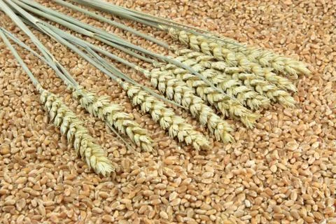 Ears and Kernels of Wheat. Stock Photos