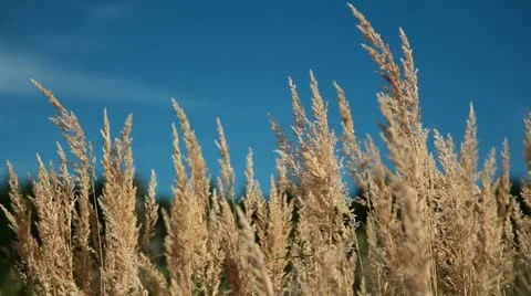 Ears and sky Stockbeeldmateriaal 10833560