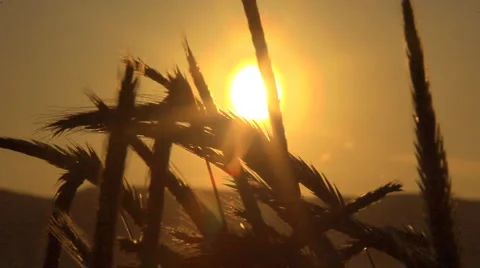 Ears and sun Video stock 907732