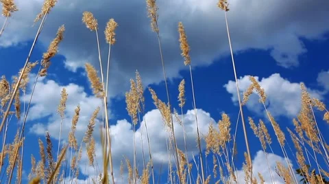 Ears on a background cloudy sky Stock Footage 8607645