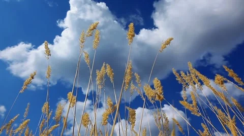 Ears on a background cloudy sky Stock Footage 8607697