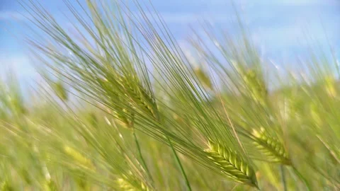 Ears of barley and blue sky in the wind FIX Stock Footage 281279252