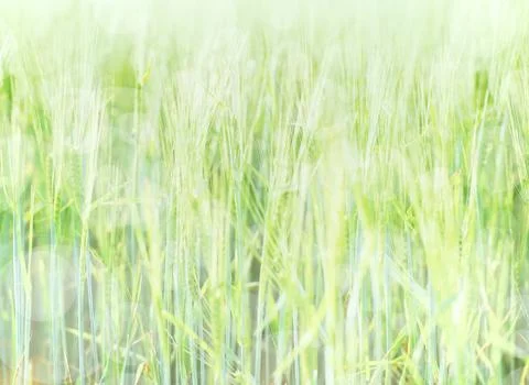 Ears of barley.- background Stock Photos