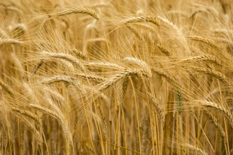 Ears of barley on the close-up Stock Photos