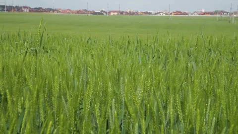 Ears of barley in field. Stock Footage 259691827