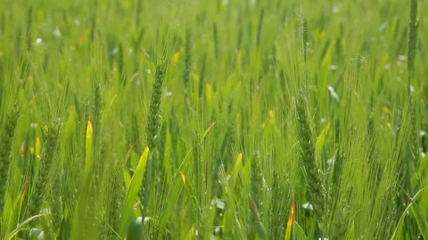 Ears of barley in field. Stock Footage 259691912