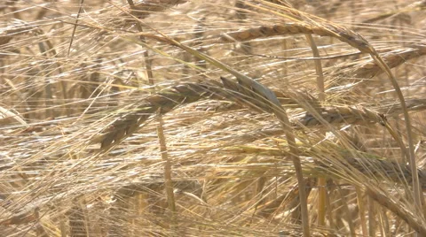 Ears of Barley Video stock 905781