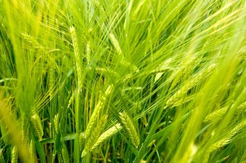 Ears of barley Stock Photos