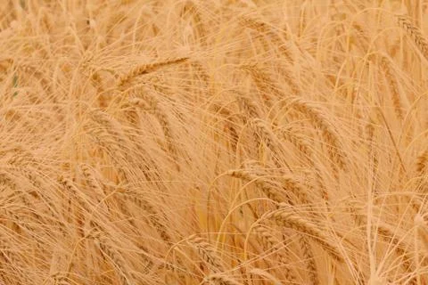Ears of barley Stock Photos