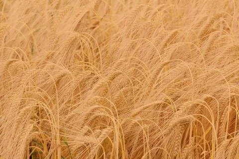 Ears of barley Stock Photos