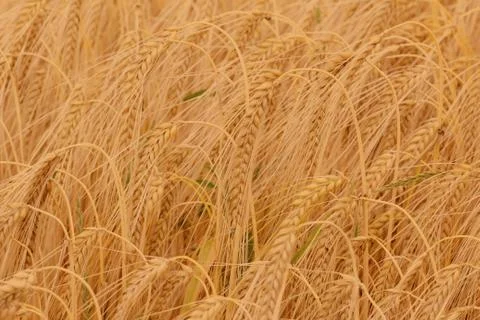 Ears of barley Stock Photos