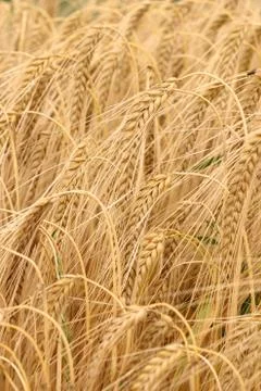 Ears of barley Stock Photos