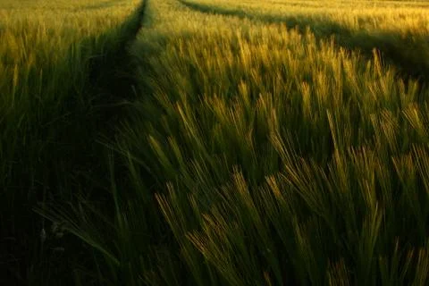 Ears of barley Stock Photos