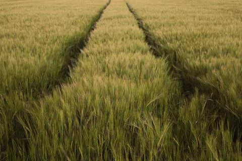 Ears of barley Stock Photos