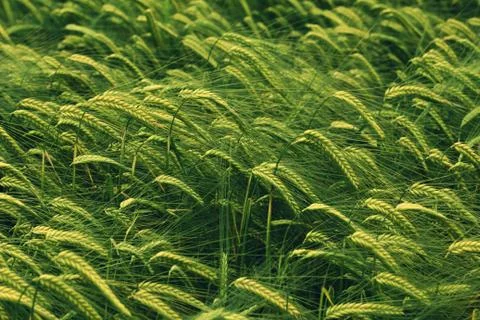 Ears of barley Stock Photos