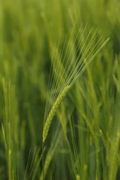 Ears of barley Stock Photos