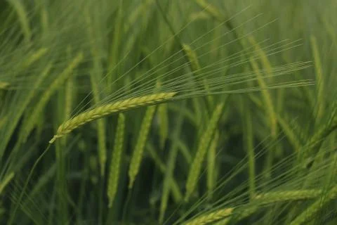 Ears of barley Stock Photos
