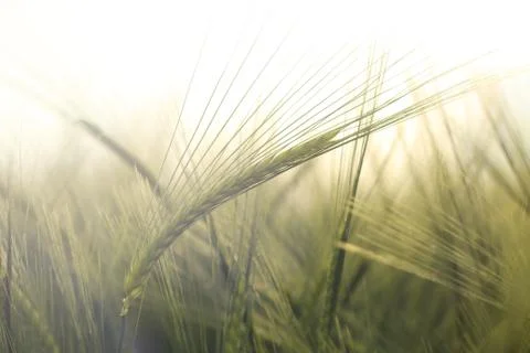 Ears of barley Stock Photos