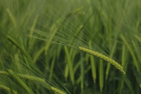 Ears of barley Stock Photos