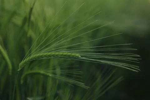 Ears of barley Stock Photos