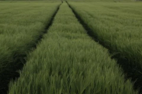 Ears of barley Stock Photos
