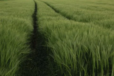 Ears of barley Stock Photos