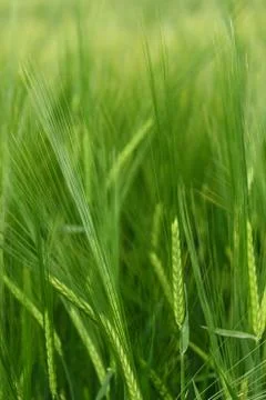 Ears of barley Stock Photos