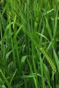 Ears of barley Stock Photos