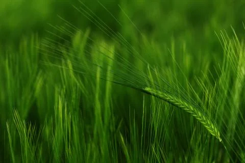 Ears of barley Stock Photos