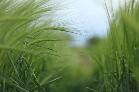 Ears of barley Stock Photos