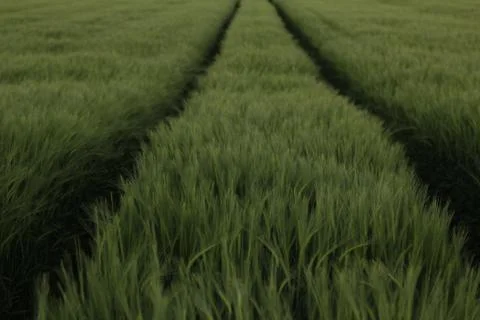 Ears of barley Stock Photos
