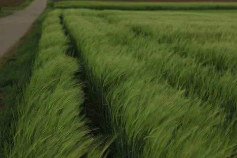 Ears of barley Stock Photos