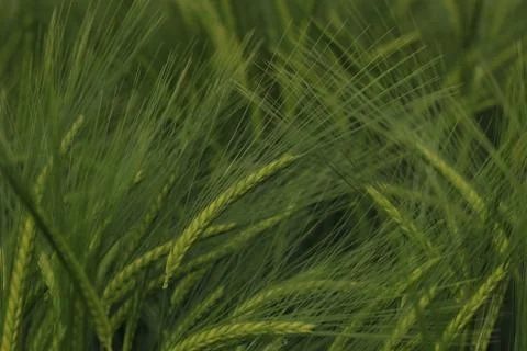Ears of barley Stock Photos