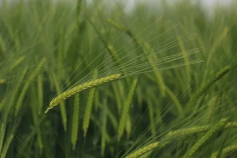 Ears of barley Stock Photos