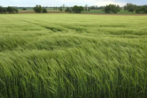Ears of barley Stock Photos