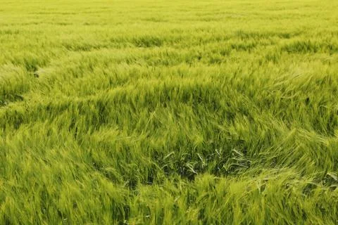 Ears of barley Stock Photos