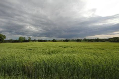 Ears of barley Stock Photos