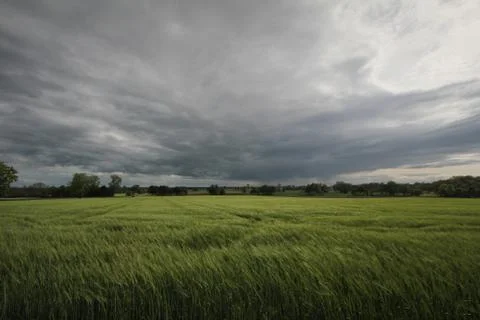 Ears of barley Stock Photos