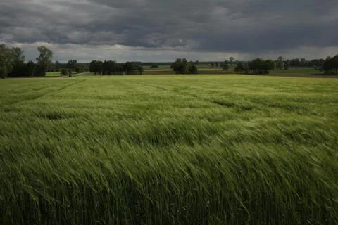 Ears of barley Stock Photos