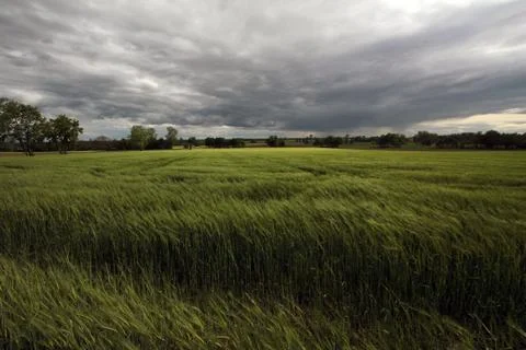 Ears of barley Stock Photos