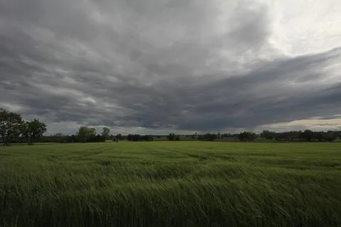 Ears of barley Stock Photos