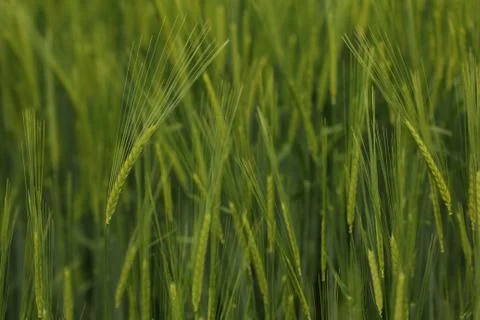 Ears of barley Stock Photos